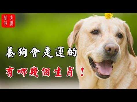 不能養兩隻狗 香港最差風水屋苑